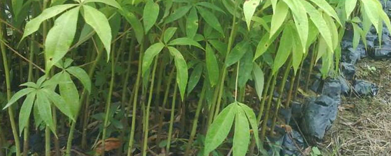 胸径4一5公分大腹木棉树苗哪里有的 大腹木棉种植间距