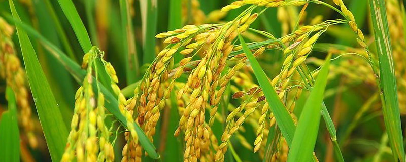 多酮和多菌灵一样吗 多酮杀菌剂