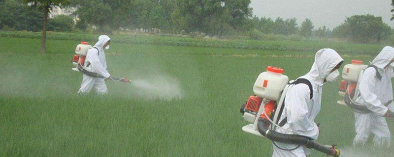 莠去津残留用什么解药 莠去津药害与解救方法