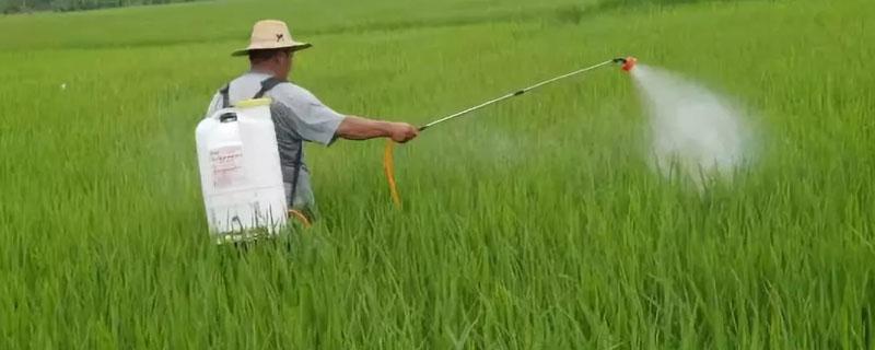 什么是叶面肥（叶面肥指的哪些肥）