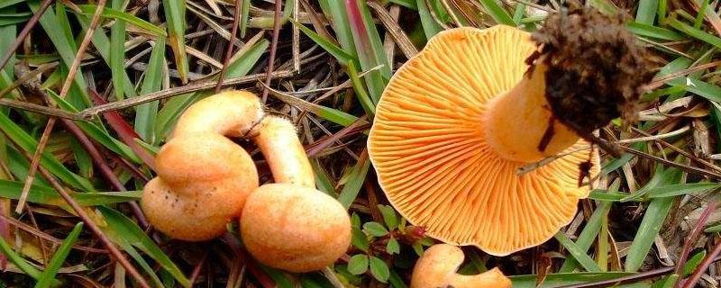 湖南枞树菌几月份才有 湖南枞菌生长季节