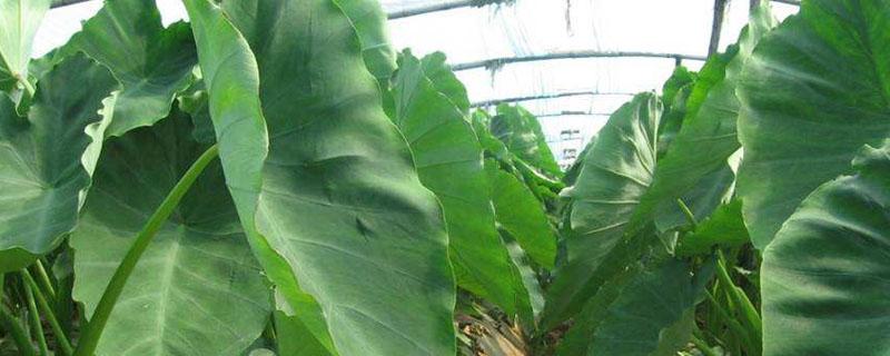 怎样用地膜覆盖种植芋头 种植魔芋怎样盖地膜