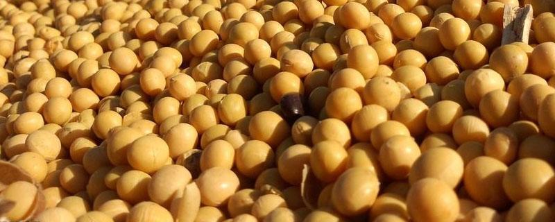 进口大豆主要用于什么 进口大豆是什么