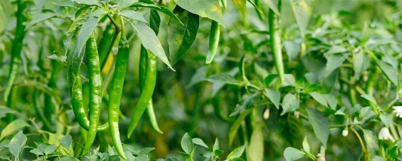 青椒种植时间及技术要点