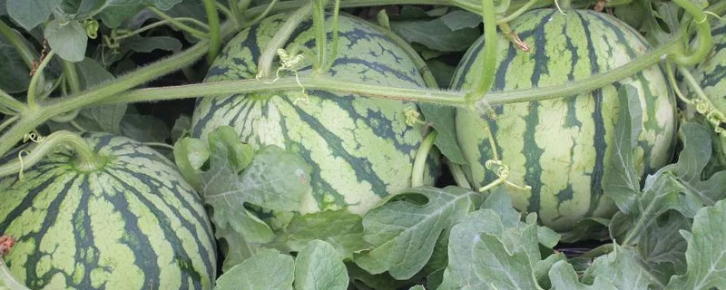 吡虫啉和多菌灵能否混用（吡虫啉和多菌灵怎么混合使用）