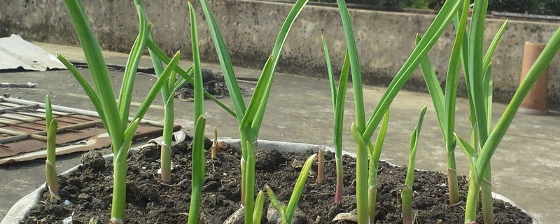 多菌灵可以治锈病吗 多菌灵能治铁锈病吗