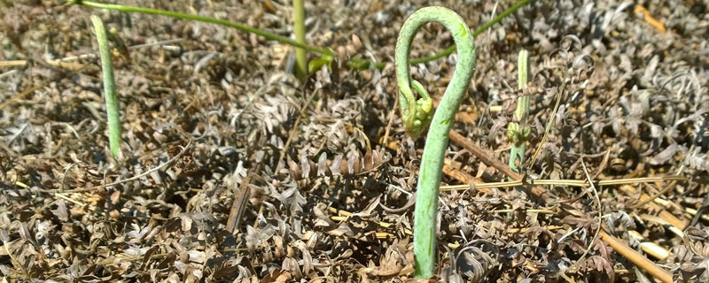 蕨菜种植从哪里买苗（蕨菜苗种子哪里买）