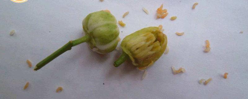 花蕾蛆用什么农药 茉莉花花蕾蛆用什么农药