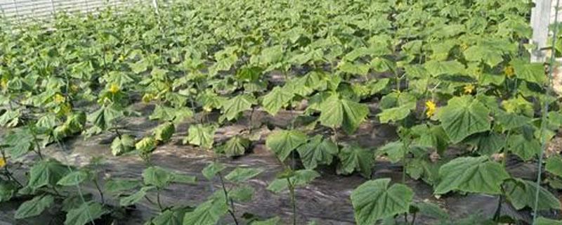 种植黄瓜怎样铺地膜 黄瓜苗怎样铺地膜