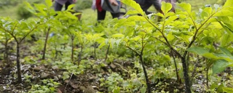 种植魔芋草木灰的用法 草木灰怎样给魔芋消毒