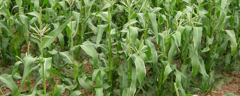 一亩地5000株玉米种几寸（一亩地5000株玉米种植株距）