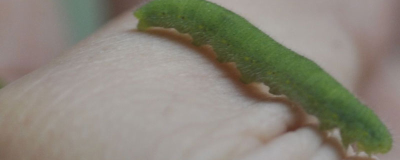 杀菜青虫的自制偏方（自制杀虫剂配方）