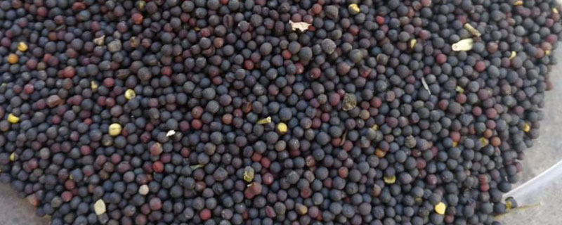 油菜籽怎么脱粒 油菜怎样脱粒