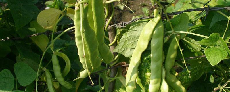 芸豆种植株距与行距 芸豆栽培的株距和行距
