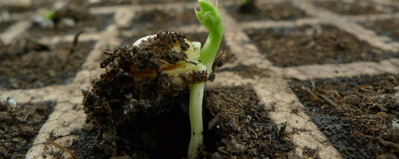 刚发芽的菜苗能施肥吗 刚发芽的菜苗可以施肥吗