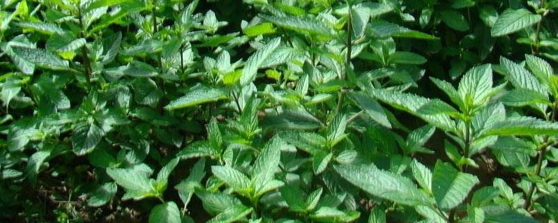 地黄种植时间和收获时间 地黄的收获时间