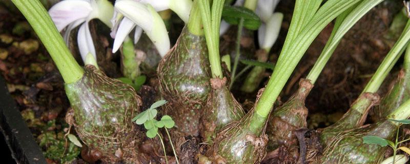 冰球子种子的种植方法（冰球子种苗）