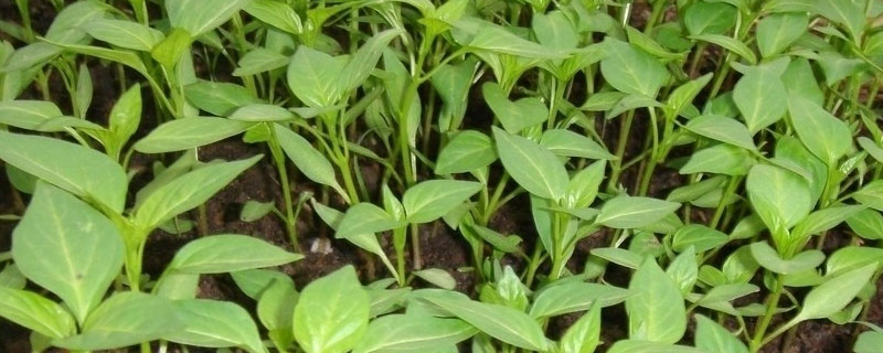 辣椒苗长枝叶上白色的虫怎么办（辣椒苗叶子上有白色虫子怎么办）