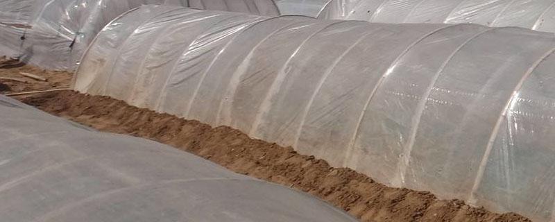 2米拱棚大姜种植（2米拱棚大姜种植怎么放风）