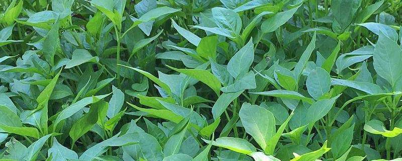 辣椒苗床用什么除草剂 辣椒苗床用什么农药好
