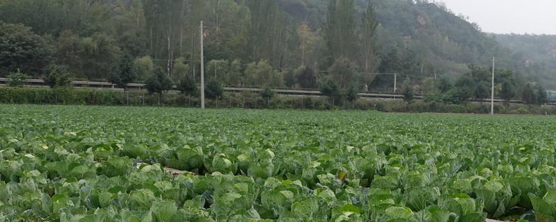 作物栽培学与植物生理学的区别 作物栽培学与植物生理学的区别与联系