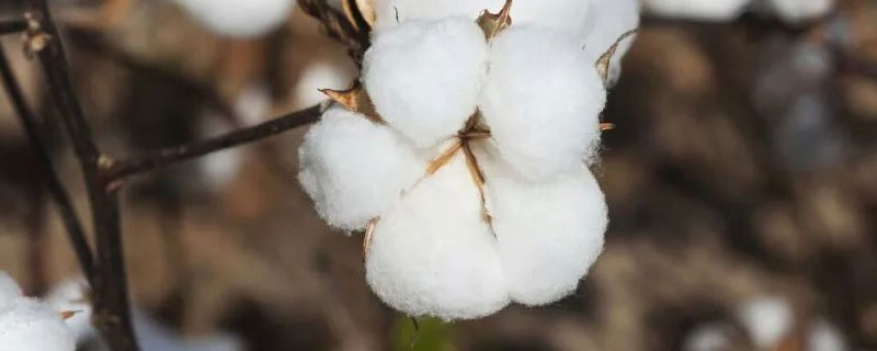 中亚地区发展棉花种植的限制因素 中亚地区发展棉花种植的自然条件