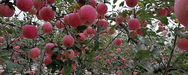 果树萌芽期打什么药（果树幼果期打什么药）