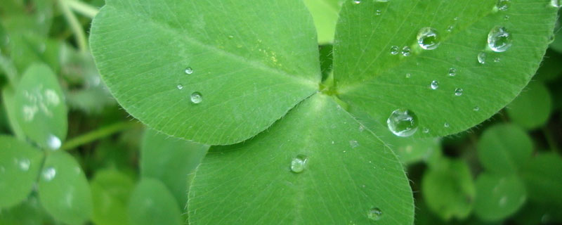 苜蓿草用什么除草剂