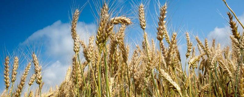 精恶唑禾草灵对小麦有影响吗 精喹禾灵对小麦有影响吗