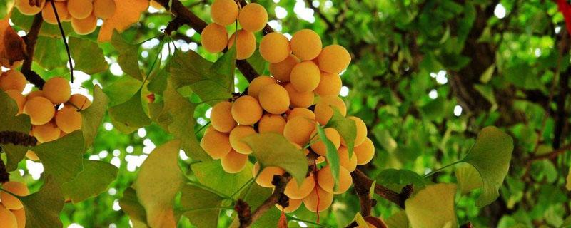 银杏树枯叶病用什么药 银杏树的叶子可以治病吗