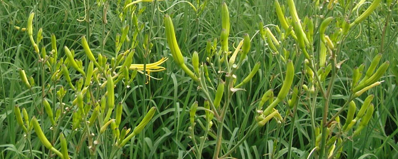 黄花菜地除草用什么除草剂（黄花菜地里专用除草剂）