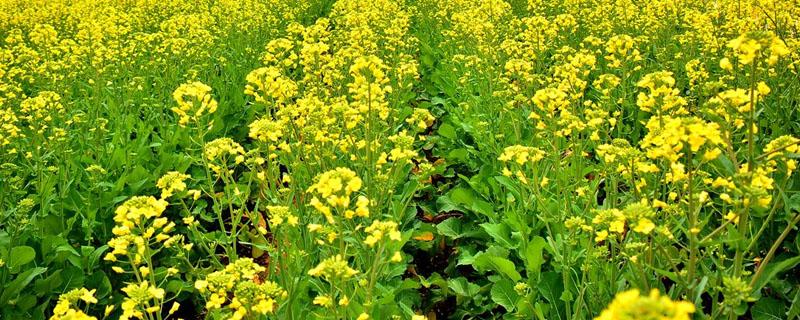 油菜地杂草用什么除草剂（油菜田杂草用什么除草剂）