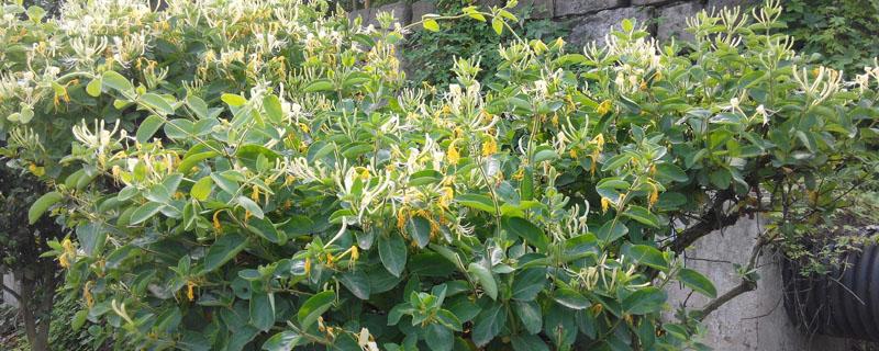 金银花四季常青吗（金银花叶四季常青吗）