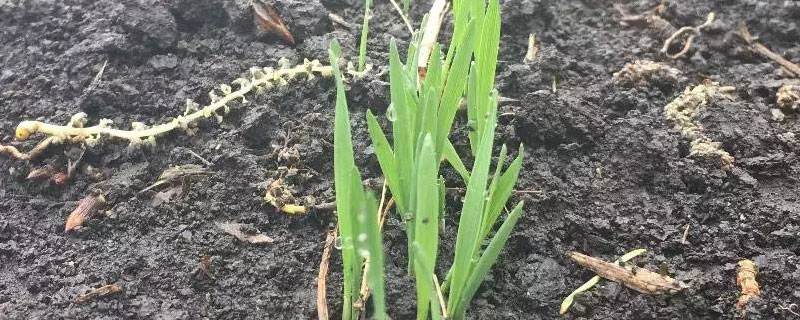 麦芽种植成长过程（麦芽生长过程）