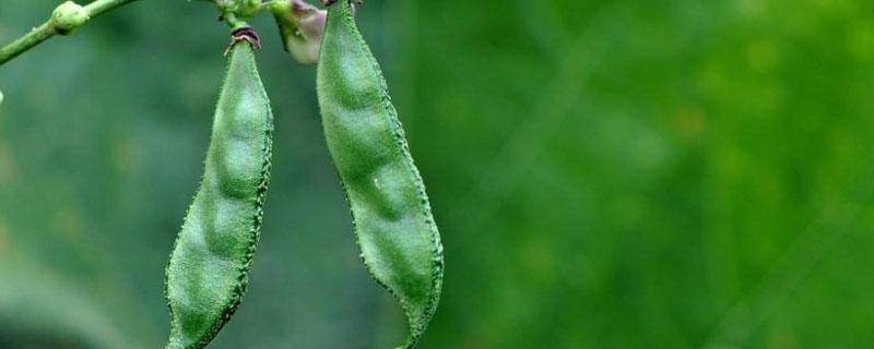 扁豆是蔬菜吗 扁豆是绿色蔬菜吗