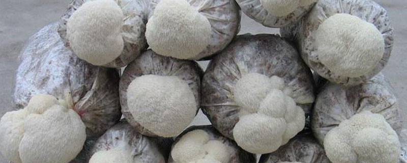 猴头菇一斤能泡几斤（猴头菇泡水一次多少克）