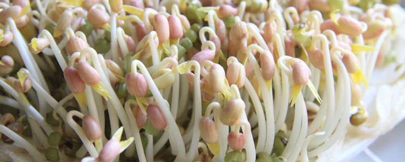 豆芽需要处理吗 豆芽的芽要去掉吗
