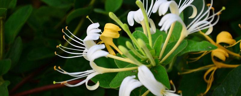 金银花容易成活吗（金银花好成活吗）