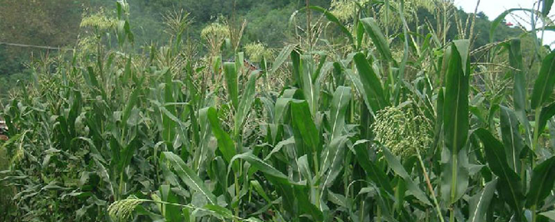 牧草甜高粱每亩地用几斤种子（牧草甜高粱一亩地多少斤产量）