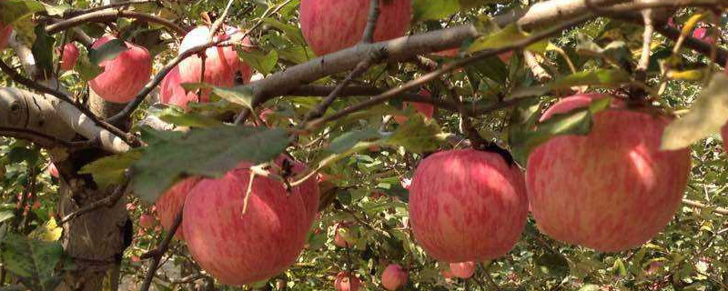 国内选育的苹果新品种 最新品种的苹果苗