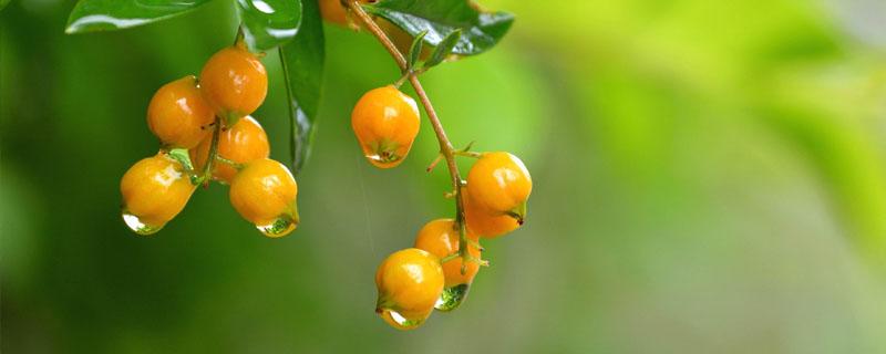 华西秋雨对农业生产的影响（华西秋雨形成的原因和影响）