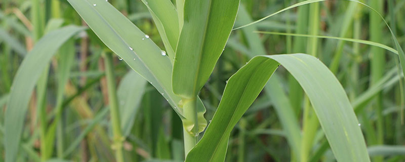 绿洲一号牧草与巨菌草区别（巨菌草绿洲一号牧春种苗国家属性）