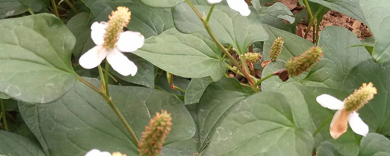 鱼腥草怎么种植是根种还是籽种 鱼腥草怎么种植是根可以种