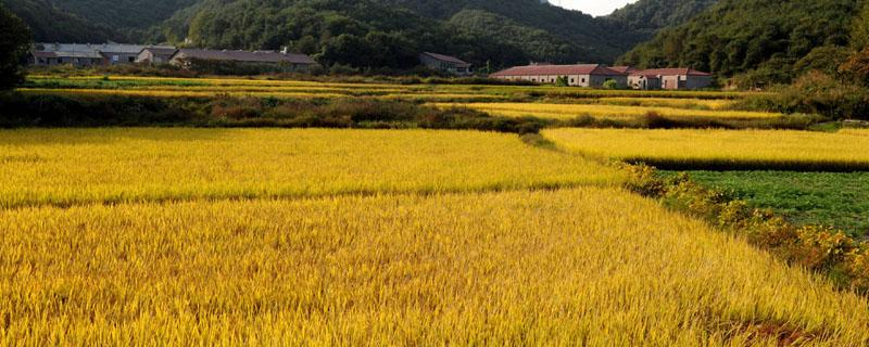 中国第一粮食大省 中国第一粮食大省是哪里