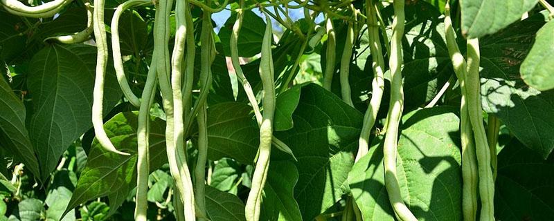 豆角开花期怎样管理 豆角花期怎么管理