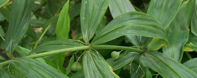 黄精北方适合种植吗 黄精适应哪个地方种植比较好