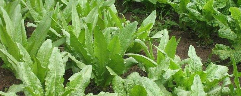 油麦菜分几种