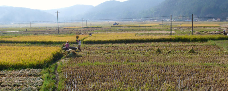 基本农田可以建苗圃吗