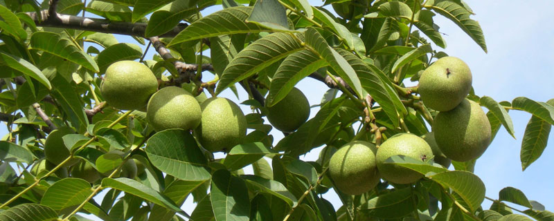 核桃树种植间距