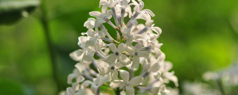 丁香花象征 丁香花象征着什么意义